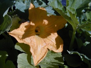 Blossom1