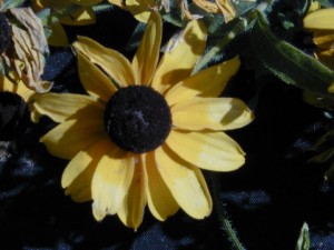 Daisy