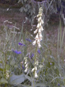 Foxglove