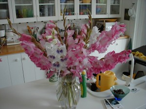 Gladiola1