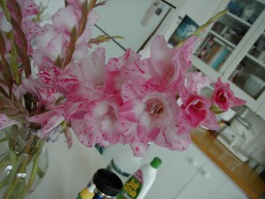 Gladiola2