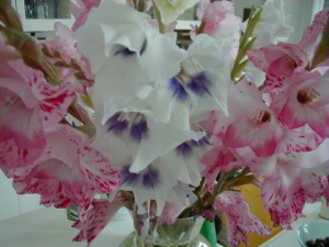 Gladiola3