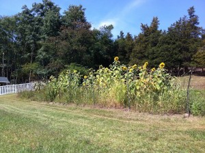 IMG_0625