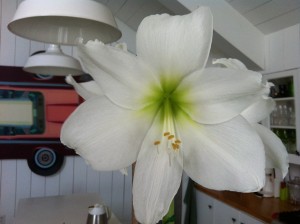 IMG_2829