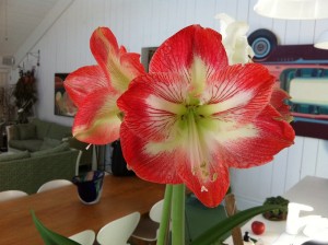 IMG_3135