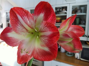 IMG_3140
