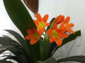 IMG_6062