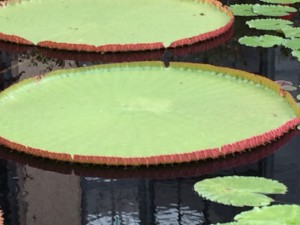 IMG_8750