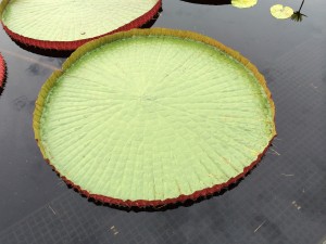 IMG_8752