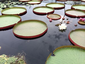 IMG_8755