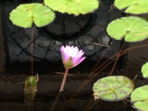 IMG_8759