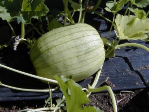 Pumpkin