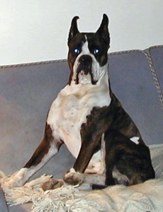 Rocky85
