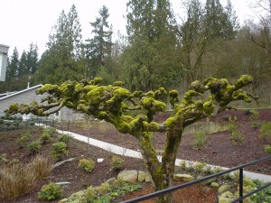 Tree-moss