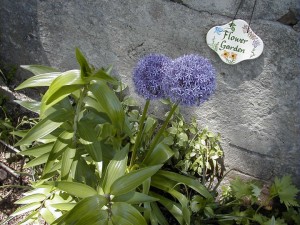 alium1