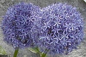 alium11