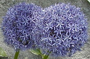 alium11_edited-1