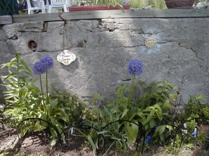 alium2