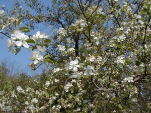 appleblossom1