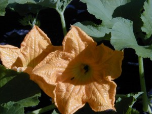 blossom31
