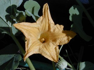 blossom4