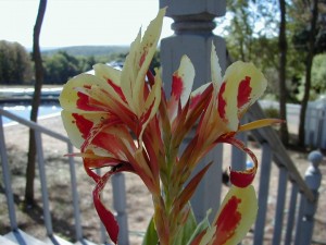 canna6