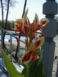 canna7