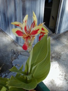 canna8