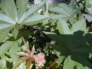 castorbean1