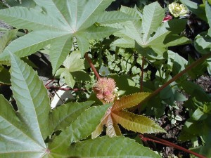 castorbean2