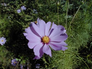 cosmos2