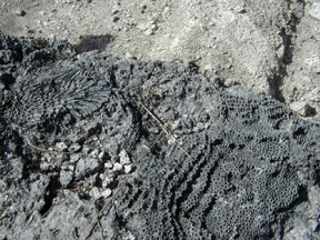 fossil