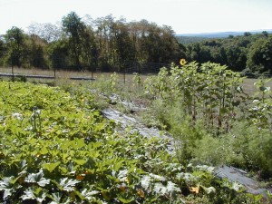 garden