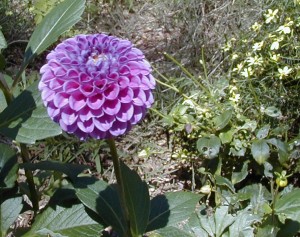garden2000-10
