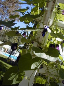 garden2000-11