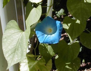 garden2000-13