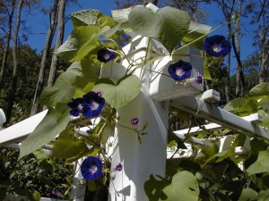 garden2000-14