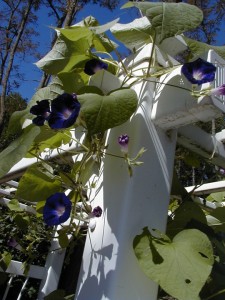 garden2000-15
