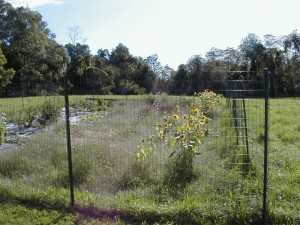 garden2000-2