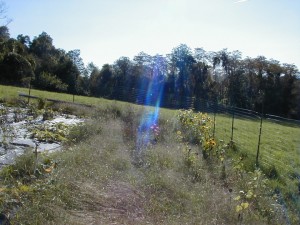 garden2000-3