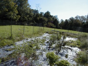 garden2000-4