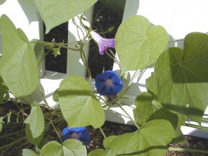 garden2000-5