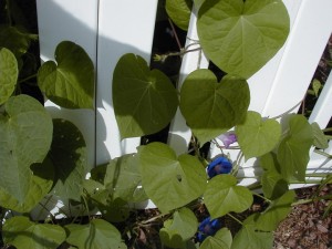 garden2000-8