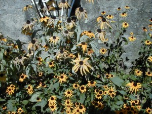 garden2000-9