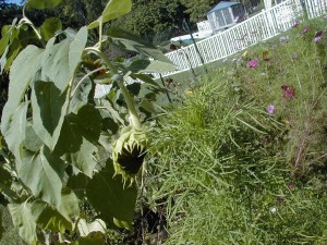 garden21