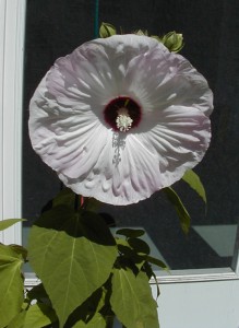 hibiscus1