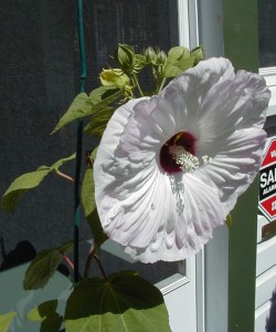 hibiscus2