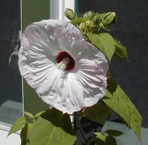 hibiscus3