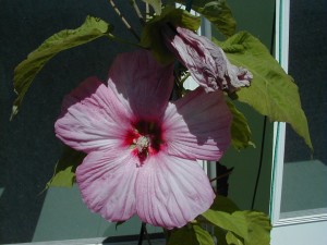 hibiscus4