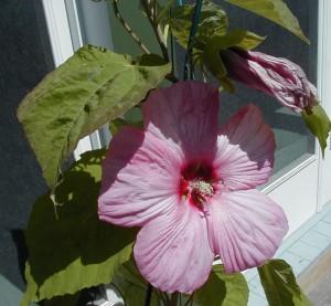 hibiscus5